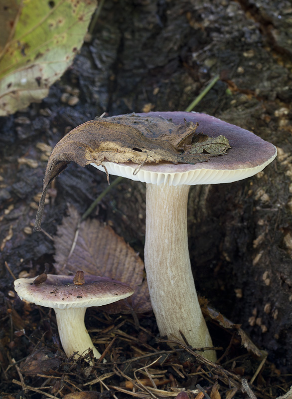 Russula alnetorum 